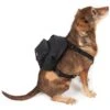 Eastpak DOG PAK'R - Tierbedarf - Black -Eastpak 622322c82a4444e9b0412d539074de77
